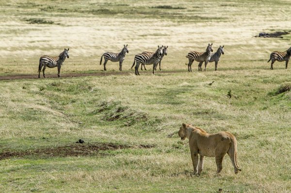 Comment choisir un safari-photo dans la réserve de Maasai Mara au Kenya : conseils et meilleures périodes ?